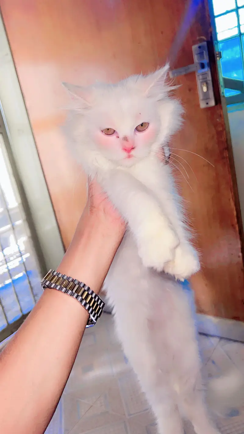 rusian triple coat — photo 2