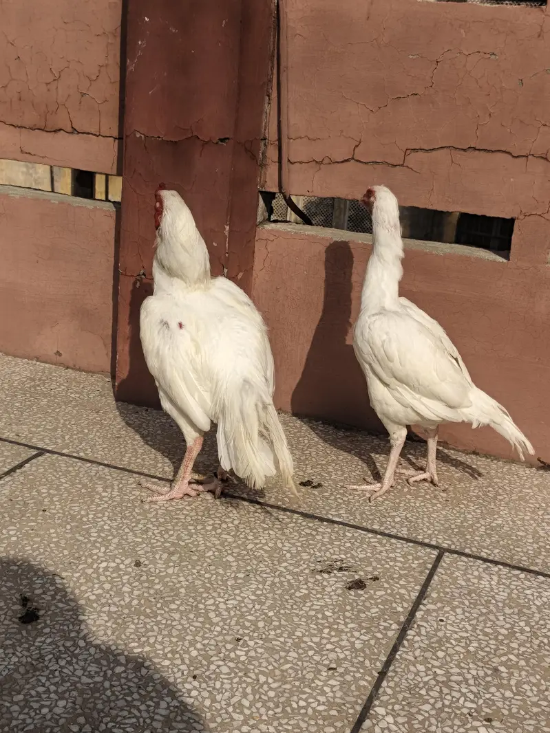 aseel MIANWALI — photo 2