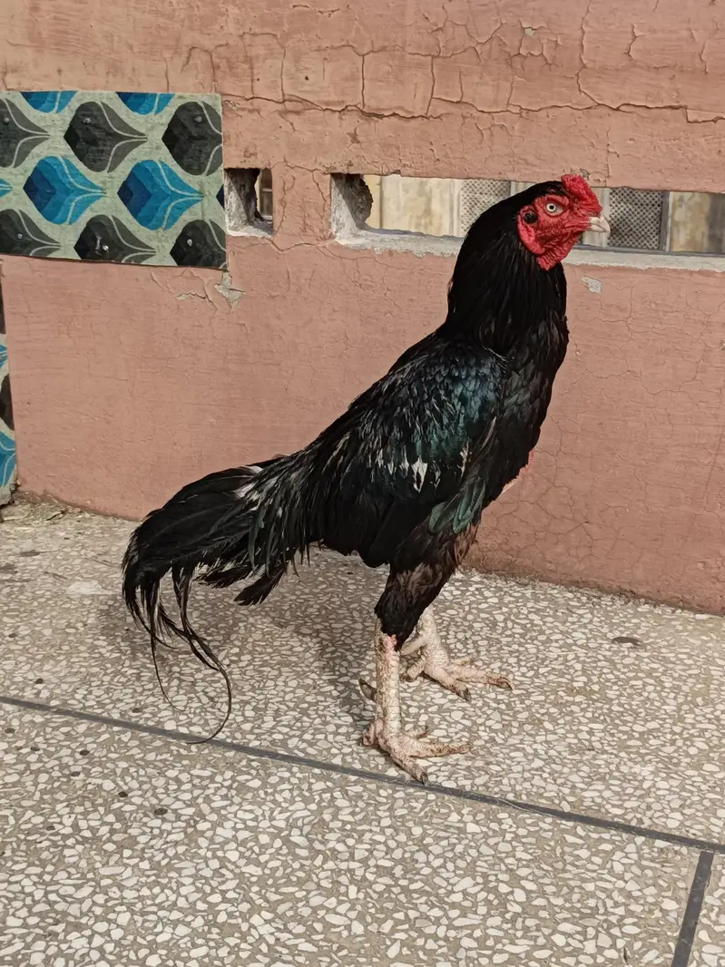aseel MIANWALI — photo 3