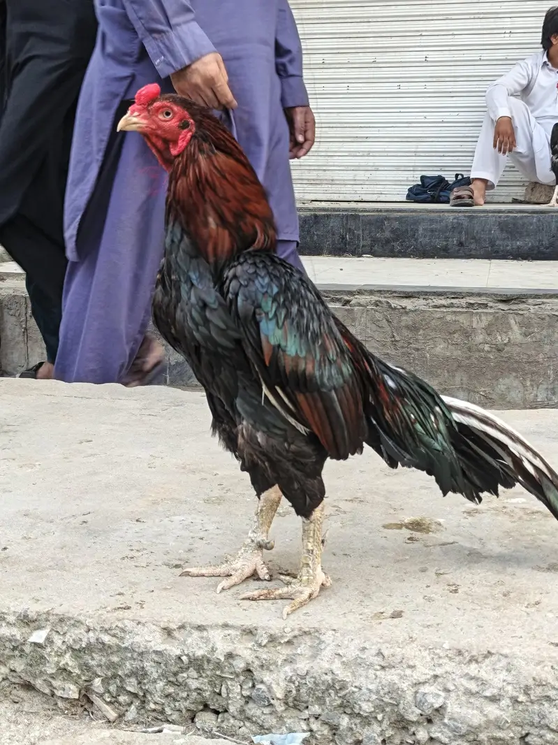 aseel MIANWALI — photo 4