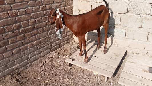 Nagri puth