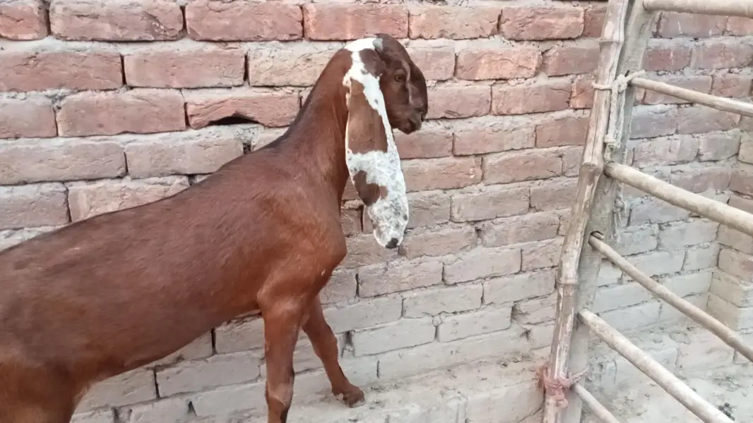 Nagri puth — photo 2
