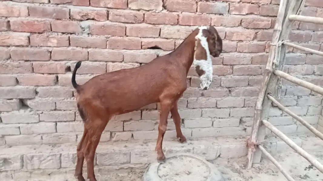 Nagri puth — photo 3