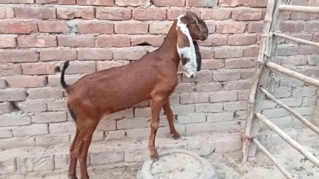 Nagri puth — photo 4
