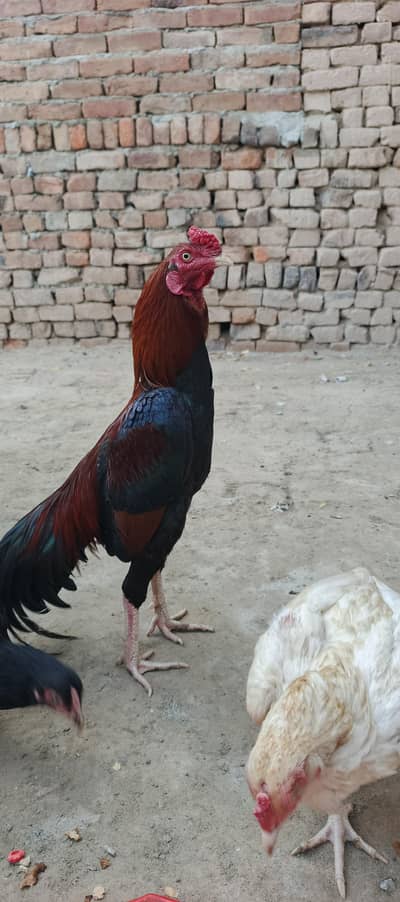 Aseel murga