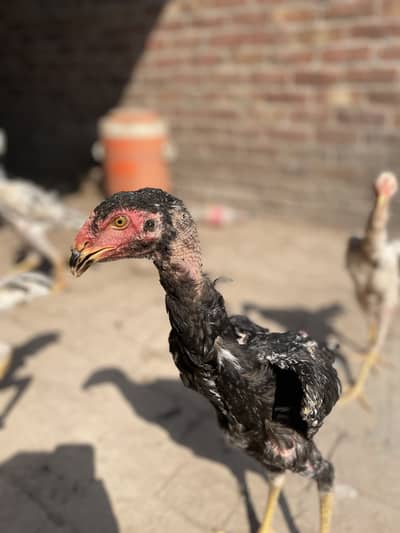 2 pair German o Shamo buhat hi Ziada vvvip Quality Birds ha