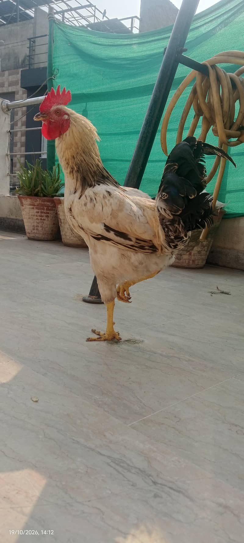 Big Misri murga price Kam ho jaye gi 0