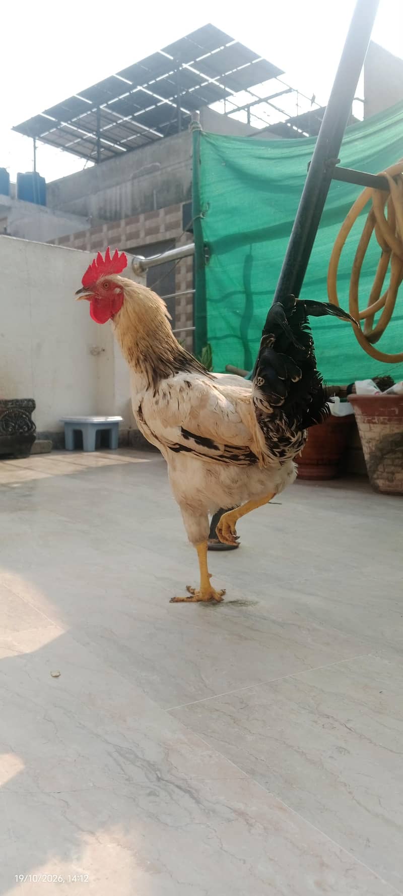 Big Misri murga price Kam ho jaye gi 1