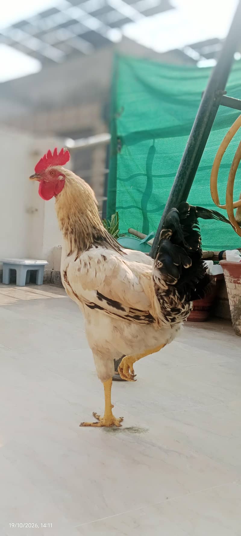 Big Misri murga price Kam ho jaye gi 2