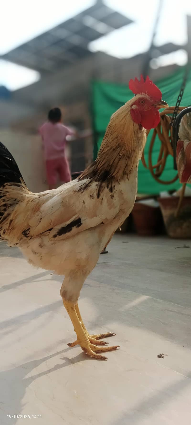 Big Misri murga price Kam ho jaye gi 3