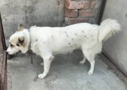Husky|Husky Puppy|Husky Dog|Husky in lahore