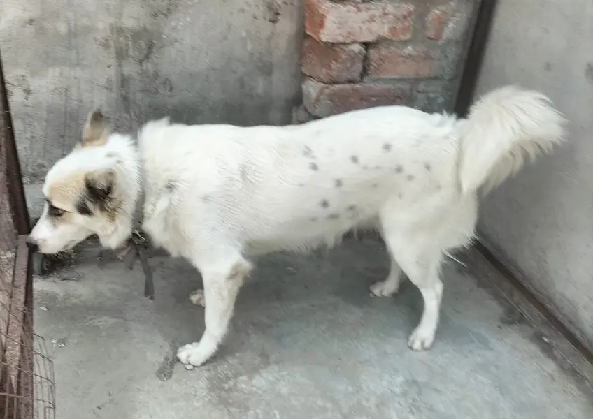 Husky|Husky Puppy|Husky Dog|Husky in lahore — photo 4