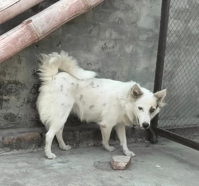Husky|Husky Puppy|Husky Dog|Husky in lahore — photo 2