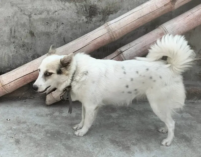 Husky|Husky Puppy|Husky Dog|Husky in lahore — photo 3