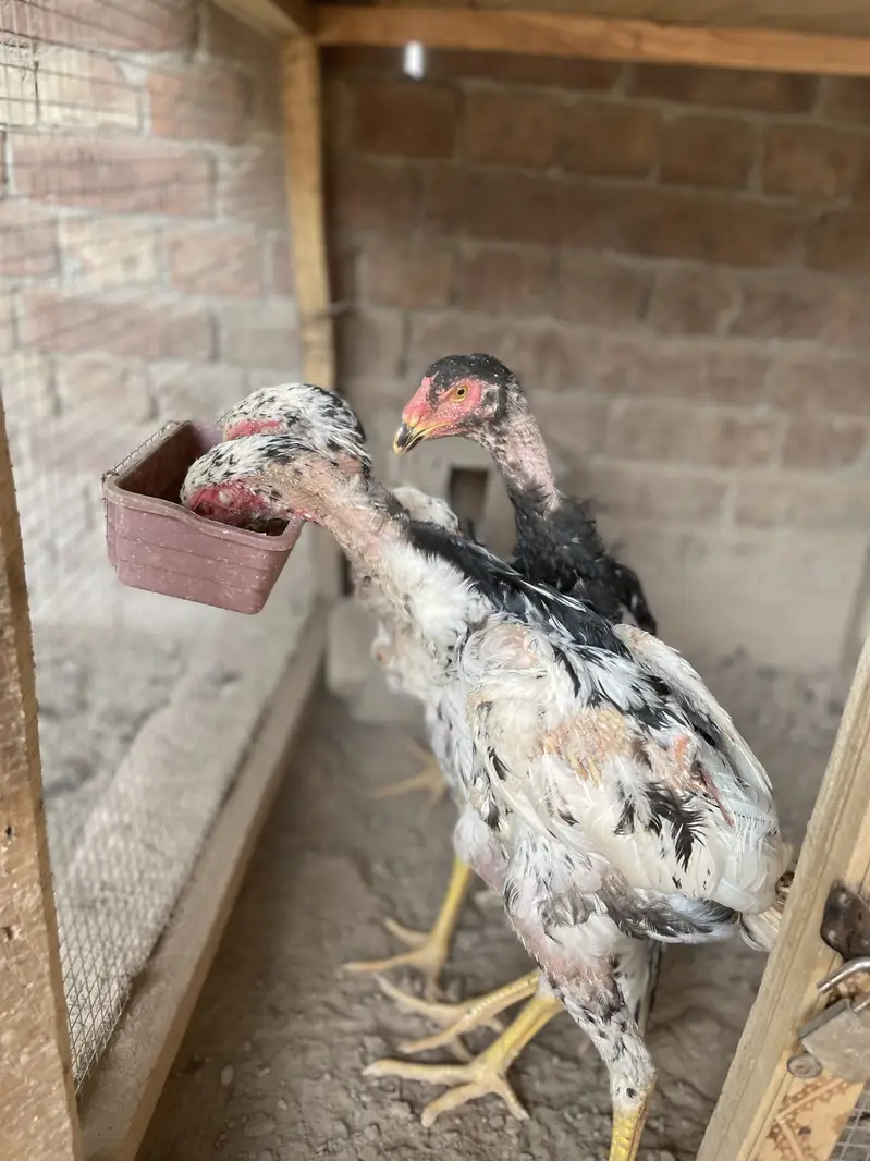2 pair German o Shamo buhat hi Ziada vvvip Quality Birds ha — photo 2