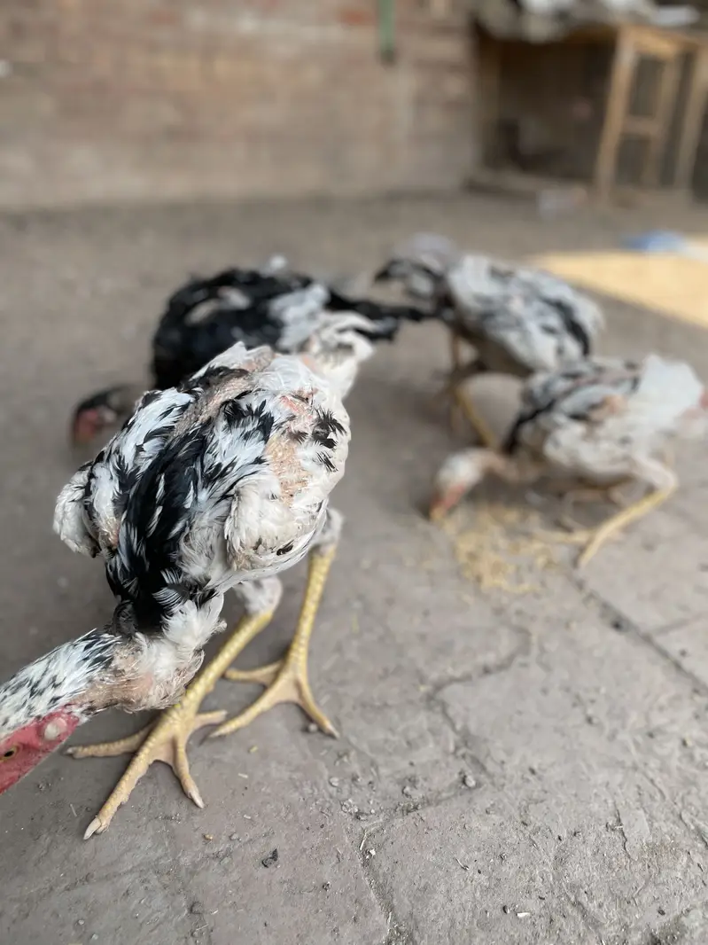 2 pair German o Shamo buhat hi Ziada vvvip Quality Birds ha — photo 3