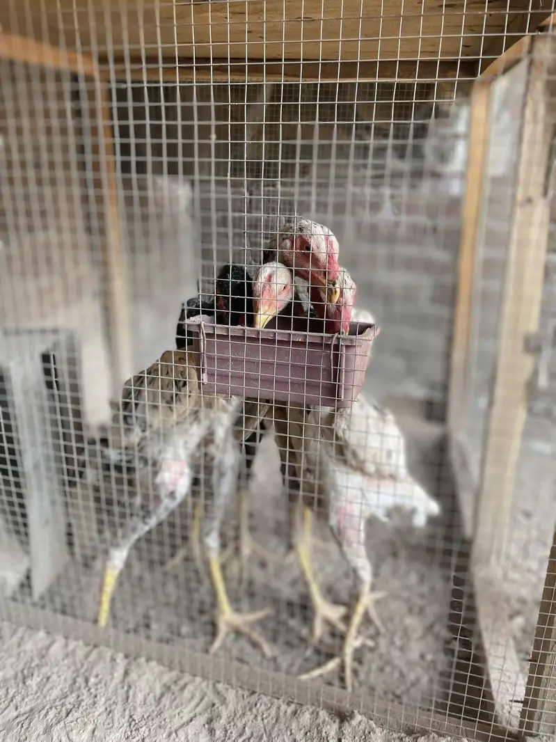 2 pair German o Shamo buhat hi Ziada vvvip Quality Birds ha — photo 4