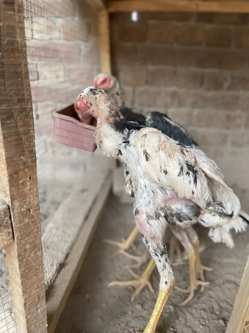 2 pair German o Shamo buhat hi Ziada vvvip Quality Birds ha — photo 6