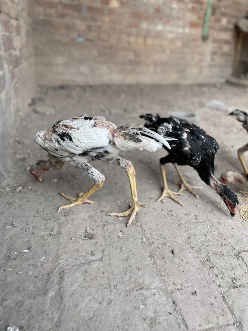 2 pair German o Shamo buhat hi Ziada vvvip Quality Birds ha — photo 7
