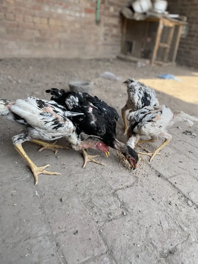 2 pair German o Shamo buhat hi Ziada vvvip Quality Birds ha — photo 8