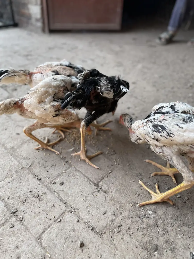 2 pair German o Shamo buhat hi Ziada vvvip Quality Birds ha — photo 9