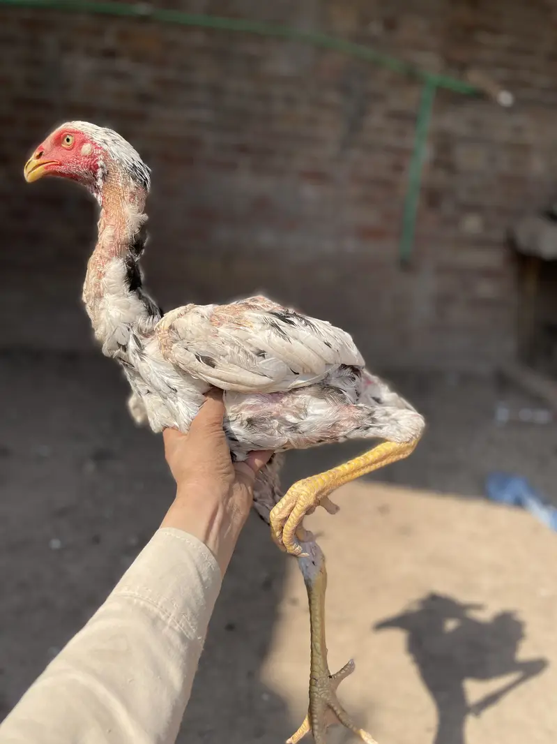 2 pair German o Shamo buhat hi Ziada vvvip Quality Birds ha — photo 10