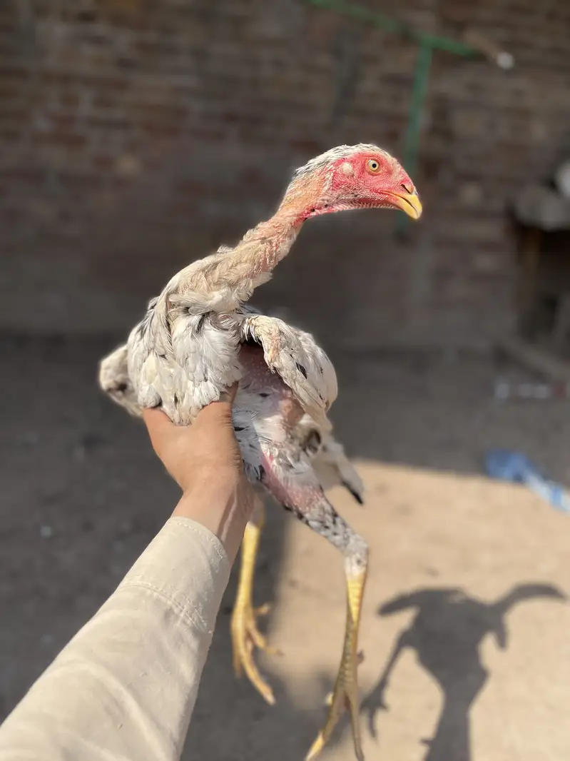 2 pair German o Shamo buhat hi Ziada vvvip Quality Birds ha — photo 11