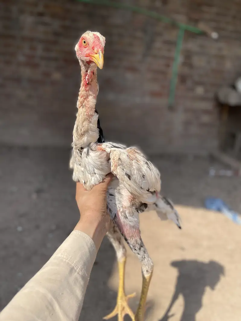 2 pair German o Shamo buhat hi Ziada vvvip Quality Birds ha — photo 12
