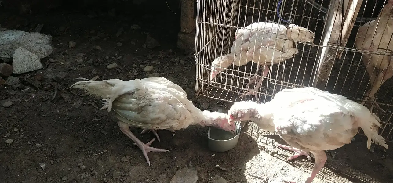 Aseel Heera white chick's — photo 2