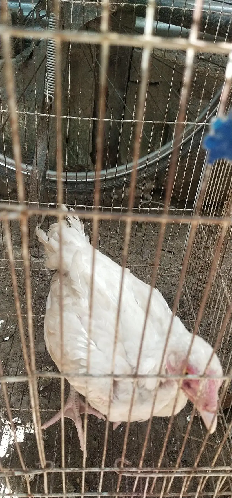 Aseel Heera white chick's — photo 3