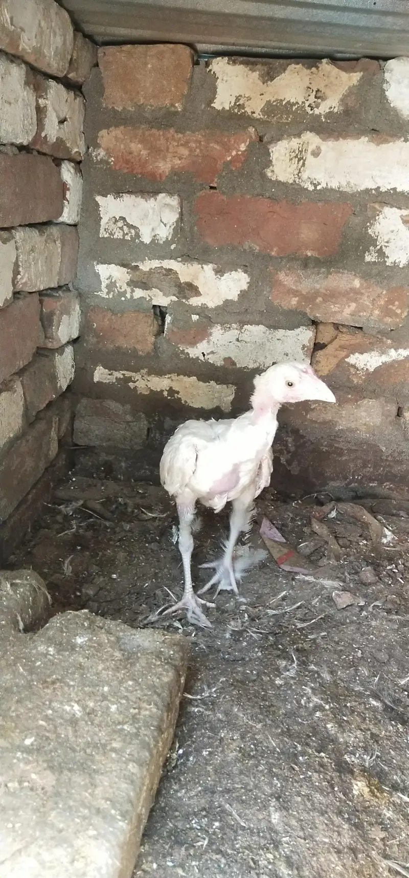Aseel Heera white chick's — photo 5