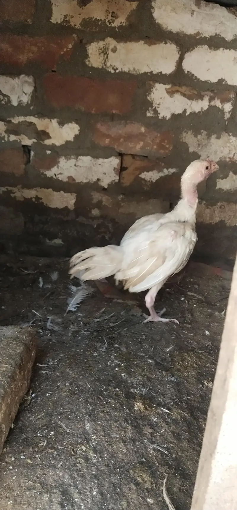 Aseel Heera white chick's — photo 6