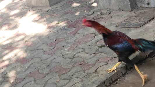 Aseel rooster