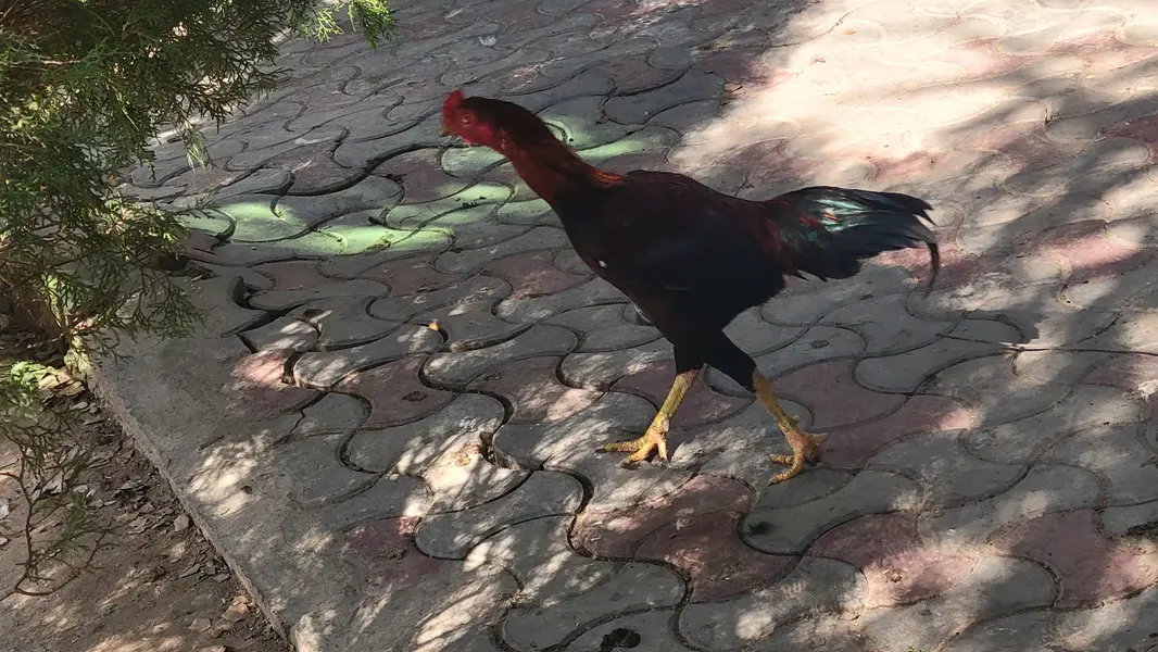 Aseel rooster — photo 2