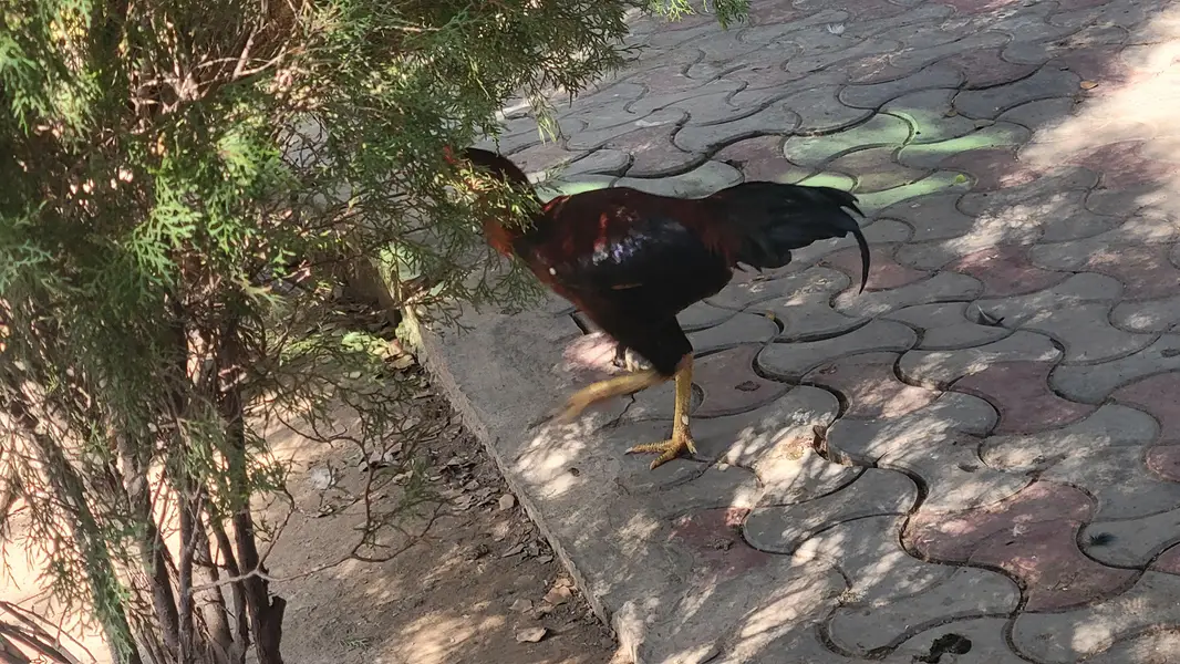 Aseel rooster — photo 3