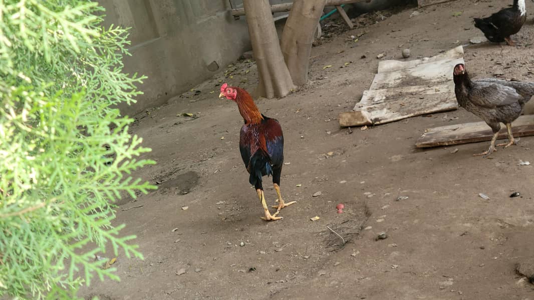 Aseel rooster 3