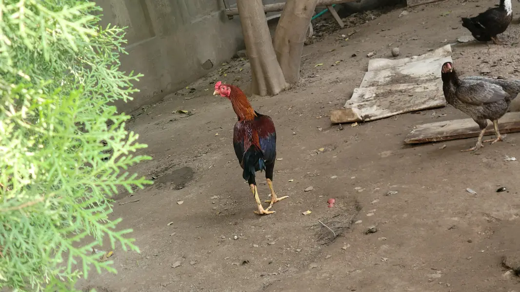 Aseel rooster — photo 4
