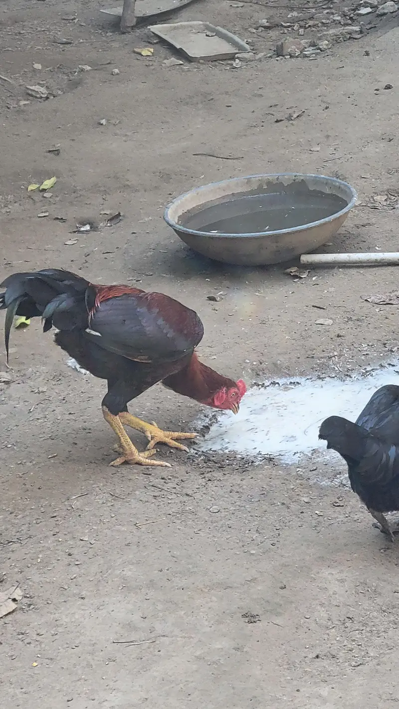 Aseel rooster — photo 5