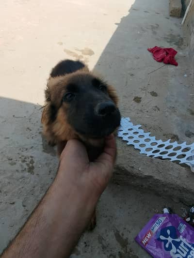 German shepherd
