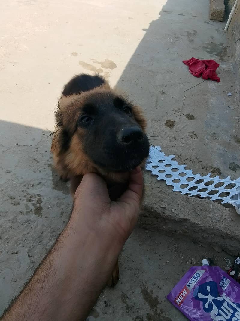 German shepherd 0