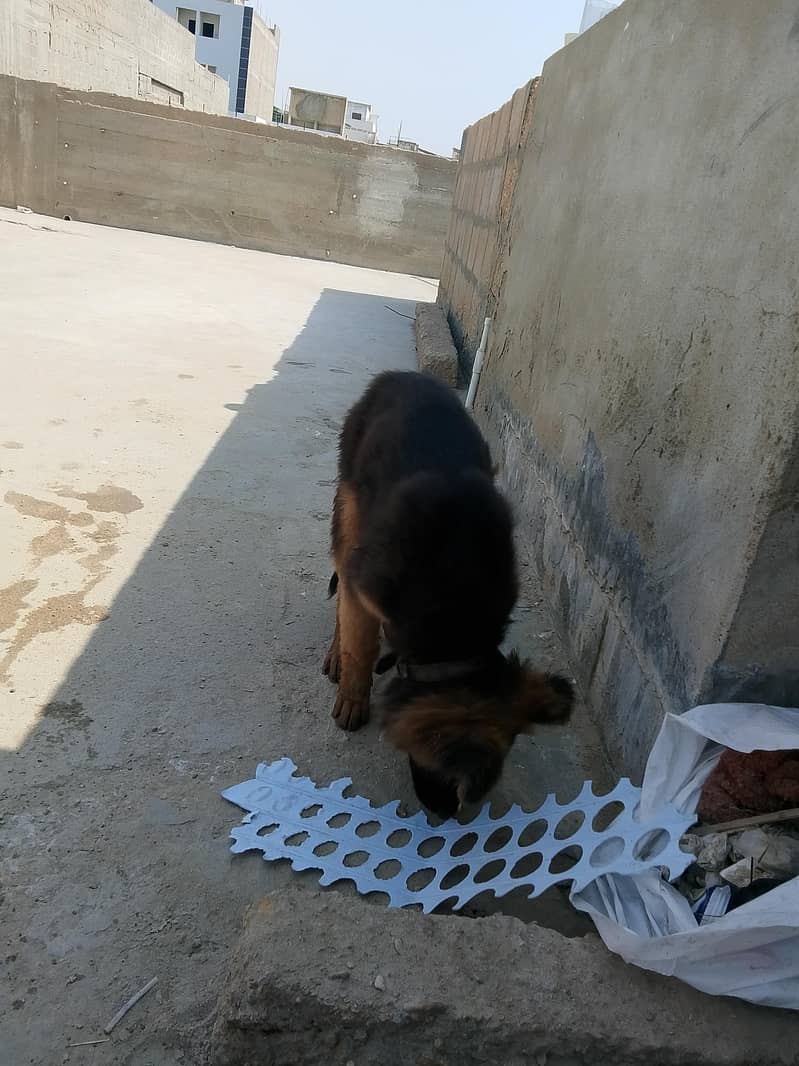 German shepherd 2