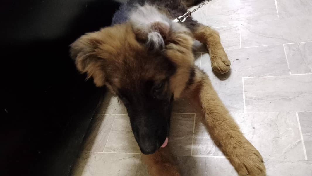 German shepherd 3
