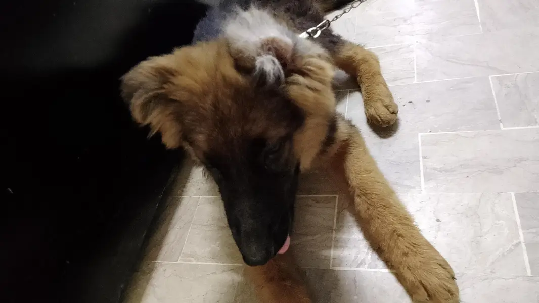 German shepherd — photo 4