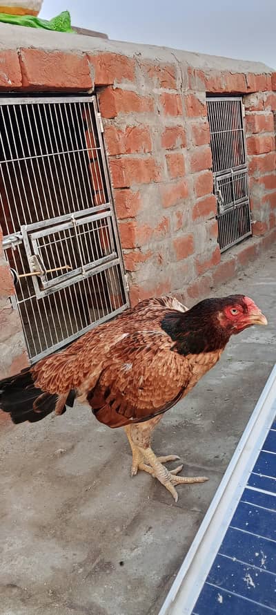 Aseel for sale