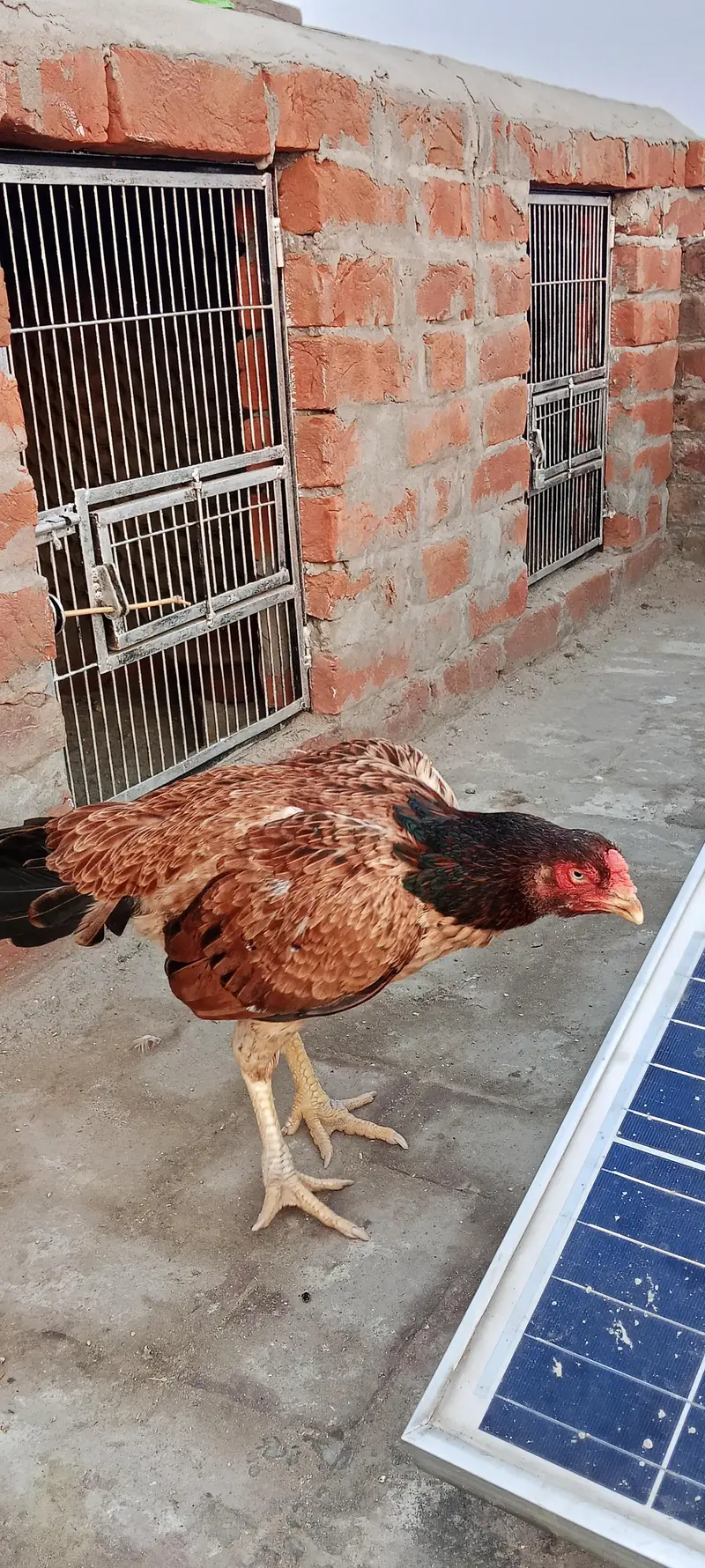 Aseel for sale — photo 2