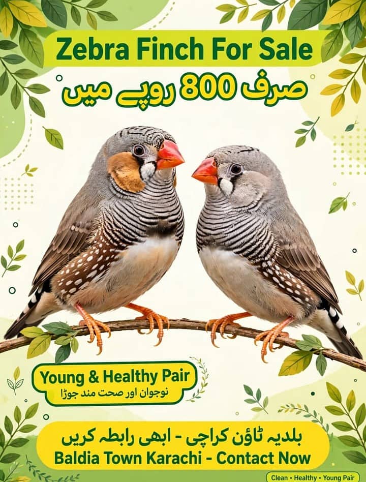 active and young pair 0