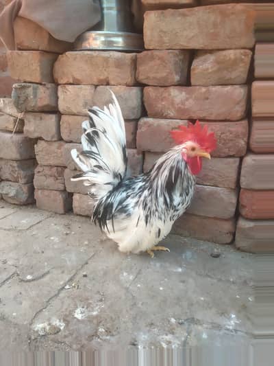 Japanese Bantam Zero Size Male