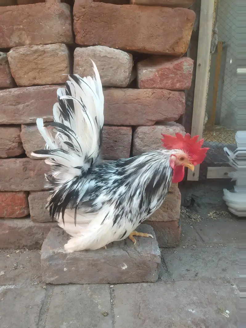 Japanese Bantam Zero Size Male — photo 2