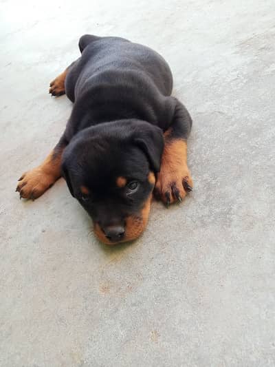 Rottweiler Female pup