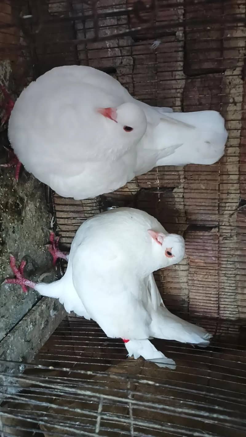 king pair 1